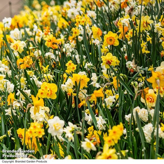 Nurserymans Choice Narcissus