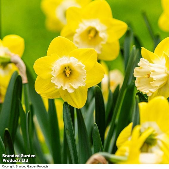 Narcissus 'Mr Vain'