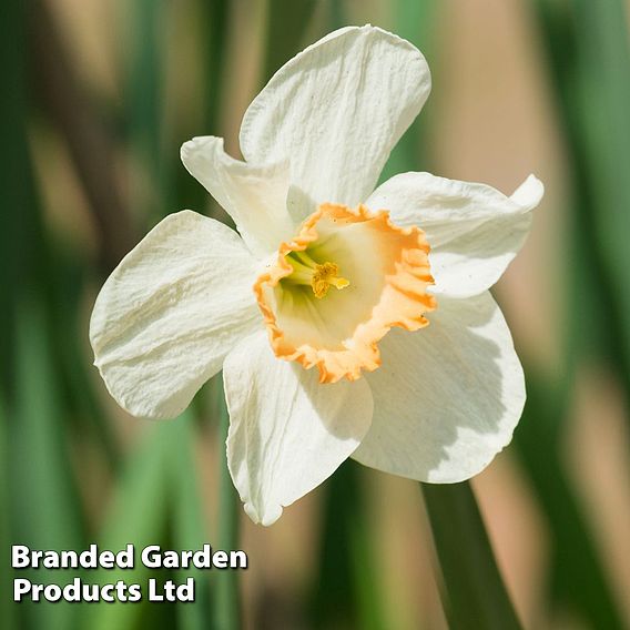 Narcissus 'Passionale'