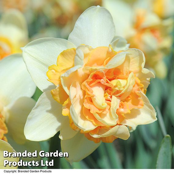 Narcissus 'Peach Cobbler'