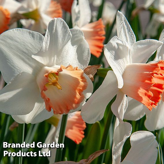 Narcissus 'Pink Pride'