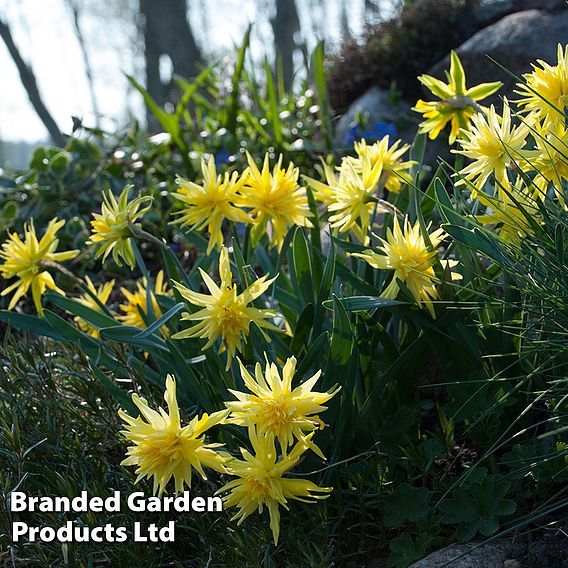 Narcissus 'Rip Van Winkle'