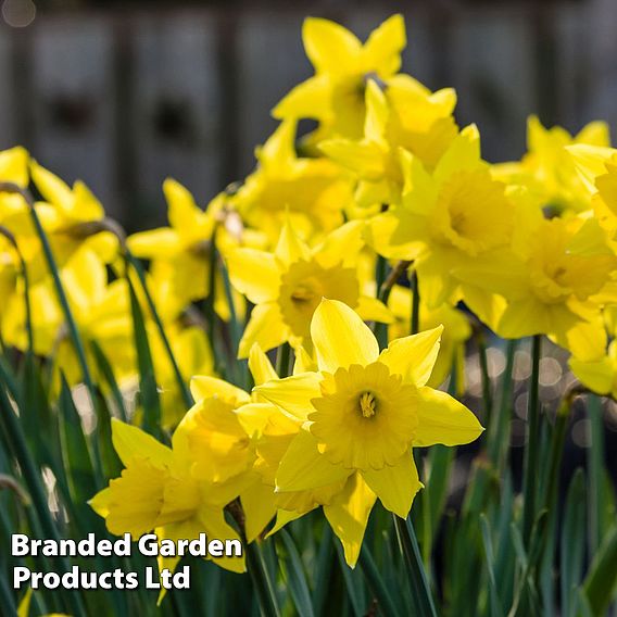 Narcissus 'Cornish Rosemoor Gold'