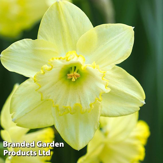 Narcissus 'St Patrick's Day'