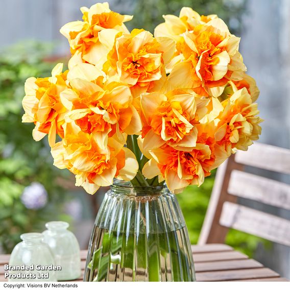 Narcissus 'Sun Catchers'