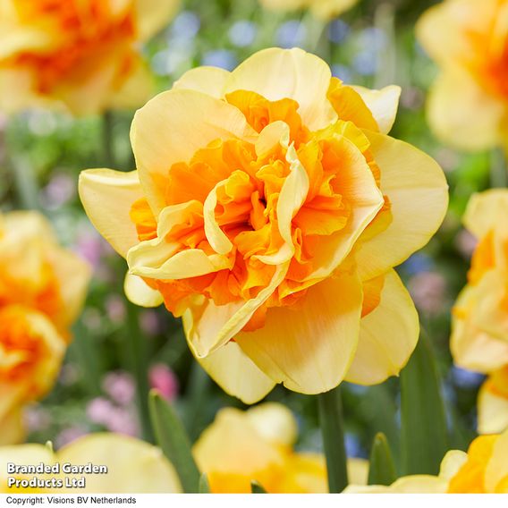 Narcissus 'Sun Catchers'