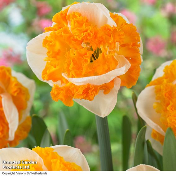 Narcissus 'Swirl'