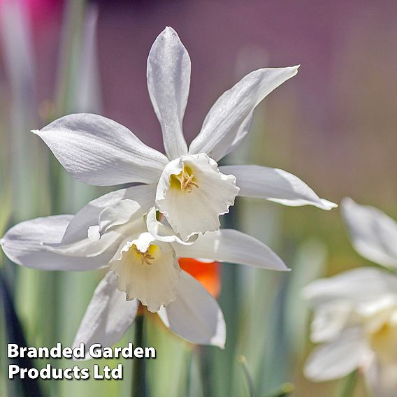 Narcissus 'Thalia'