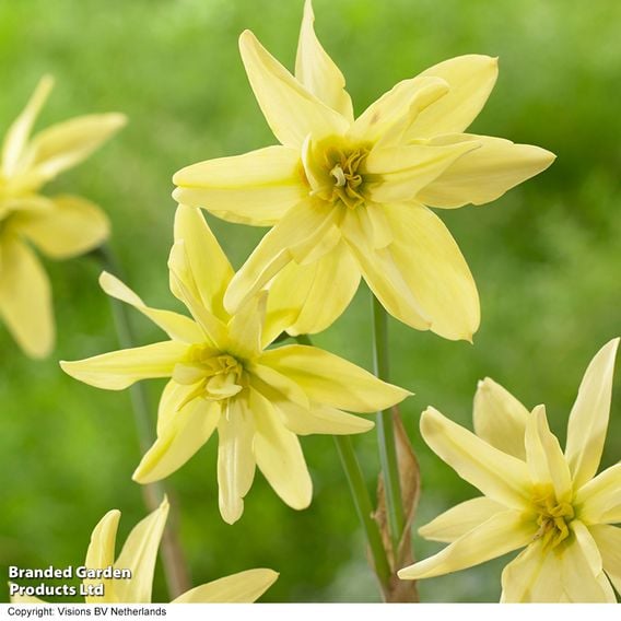 Narcissus viridi 'Double'