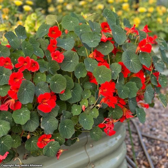 Nasturtium 'Coral Reef' - Seeds