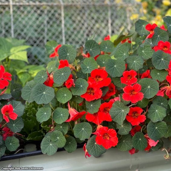 Nasturtium 'Coral Reef' - Seeds