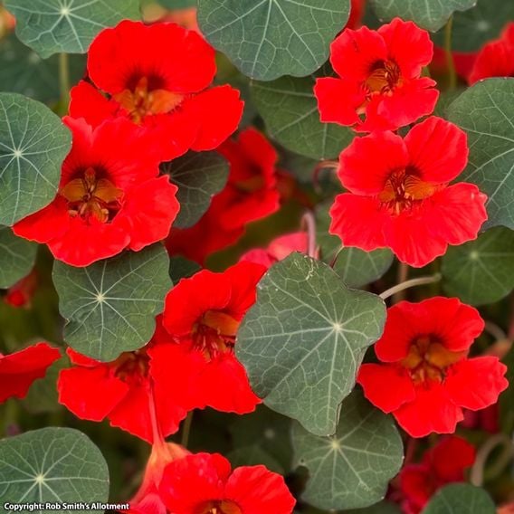 Nasturtium 'Coral Reef' - Seeds
