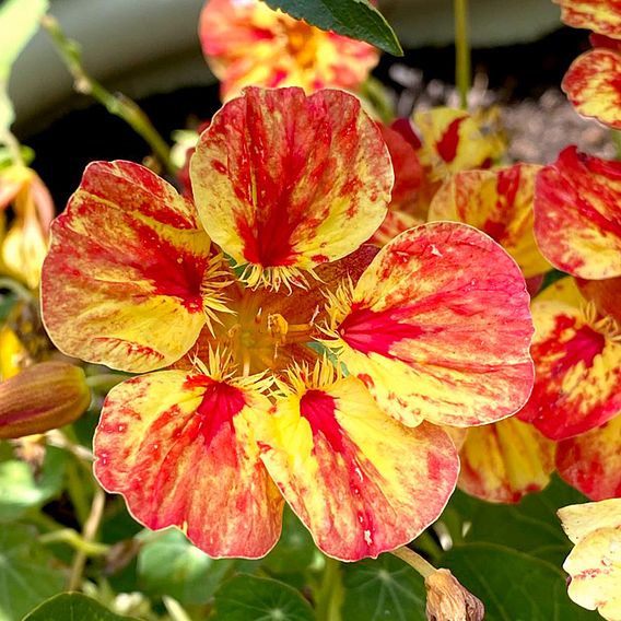 Nasturtium 'Ice Cream Sundae' - Seeds