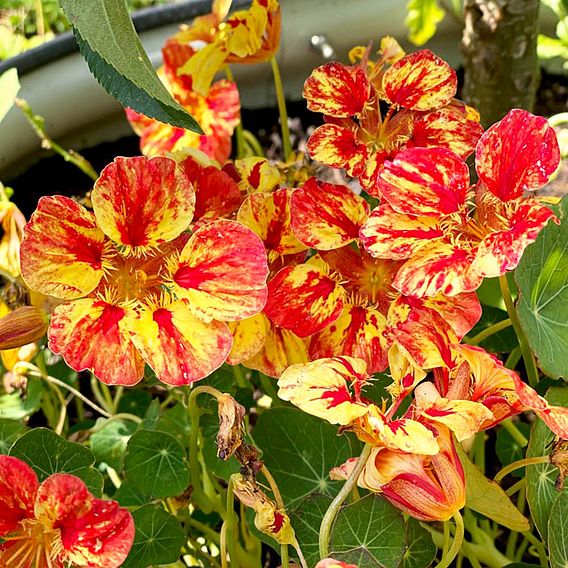 Nasturtium 'Ice Cream Sundae' - Seeds