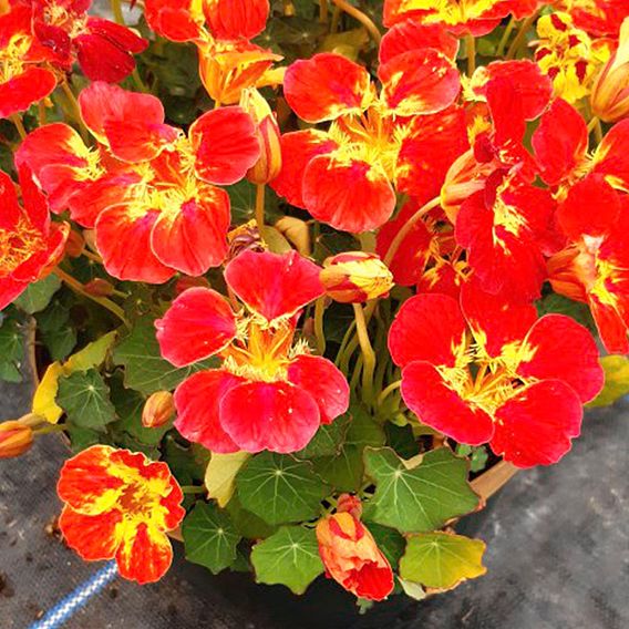 Nasturtium 'Ice Cream Sundae' - Seeds