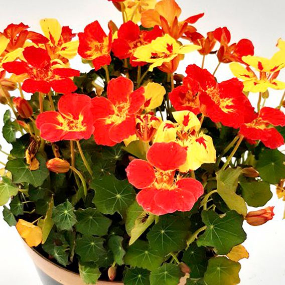 Nasturtium 'Ice Cream Sundae' - Seeds