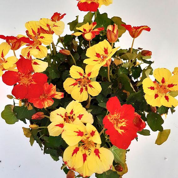Nasturtium 'Ice Cream Sundae' - Seeds
