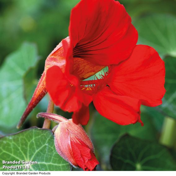 Nasturtium 'Princess Of India' - Seeds