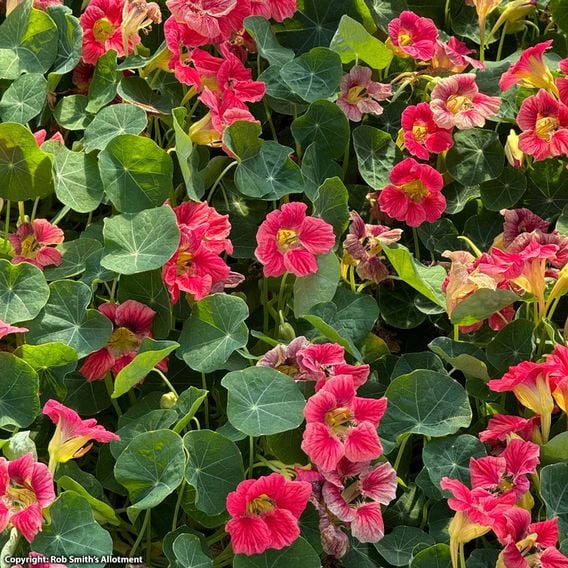 Nasturtium 'Purple Emperor' - Seeds
