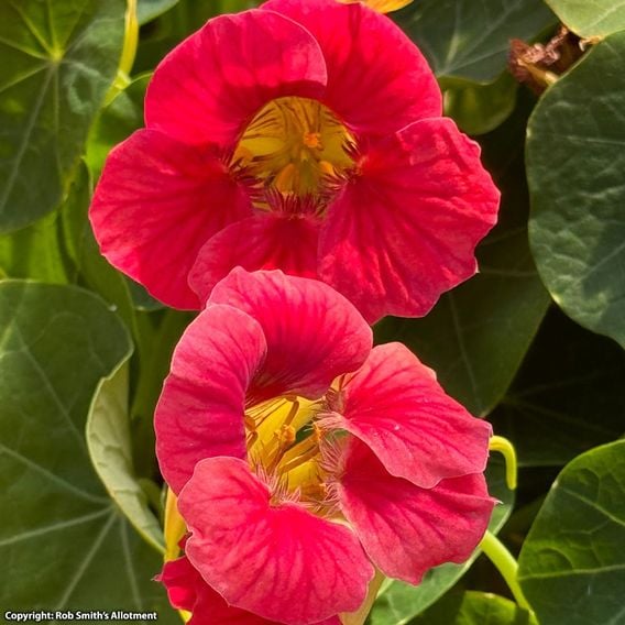Nasturtium 'Purple Emperor' - Seeds