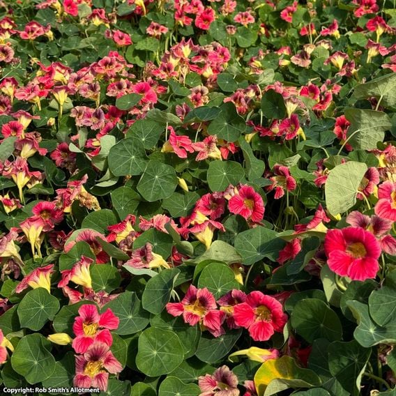 Nasturtium 'Purple Emperor' - Seeds