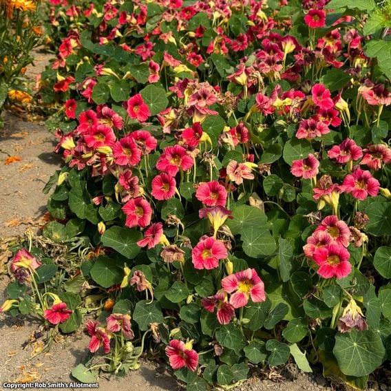 Nasturtium 'Purple Emperor' - Seeds