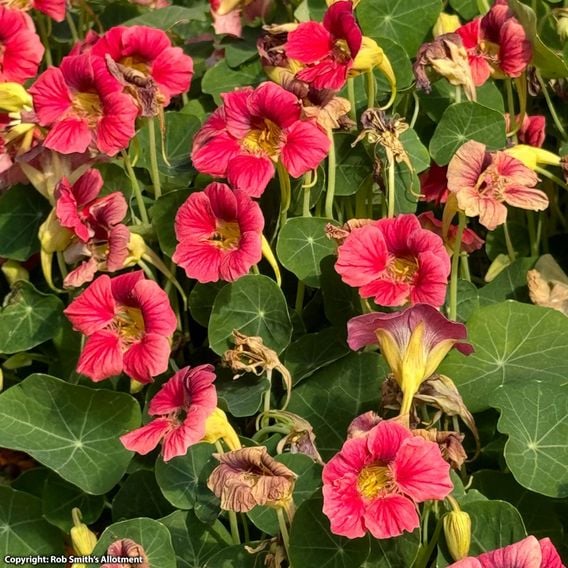 Nasturtium 'Purple Emperor' - Seeds