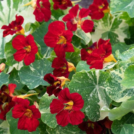 Nasturtium 'Queen Dark Red' - Seeds