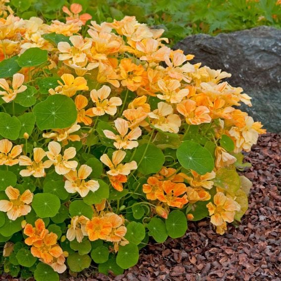 Nasturtium 'Whirlybird Apricot' - Seeds