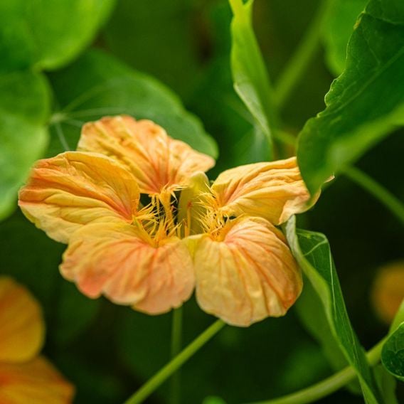 Nasturtium 'Whirlybird Apricot' - Seeds
