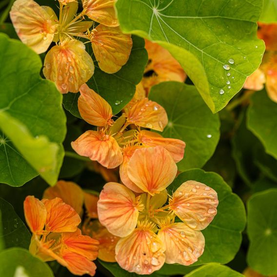 Nasturtium 'Whirlybird Apricot' - Seeds