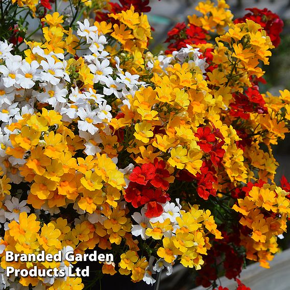 Nemesia 'Trio Mio Alegria'