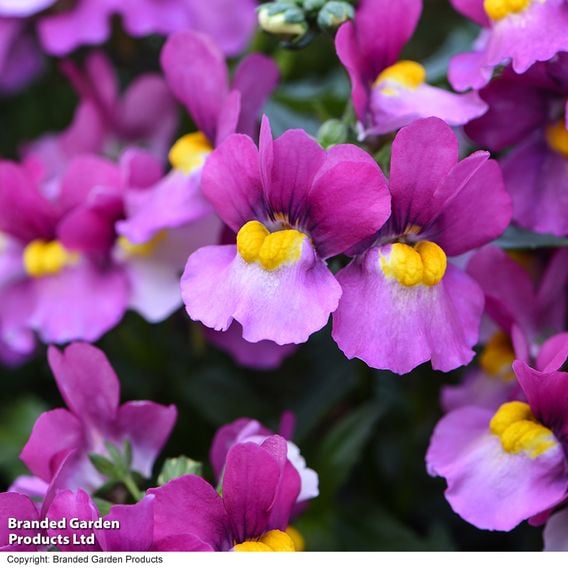 Nemesia 'Lady Dawn'