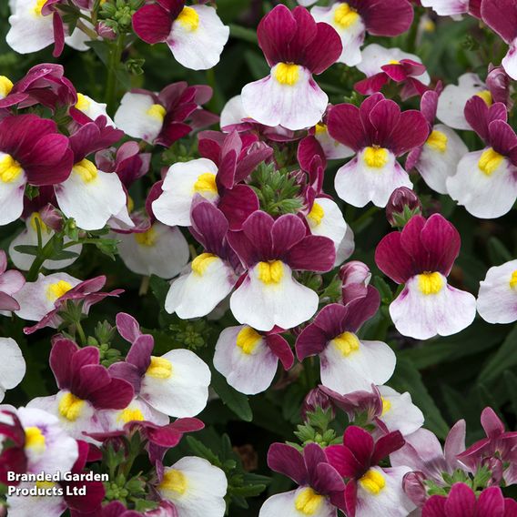 Nemesia 'Lady Emma'