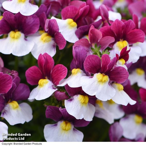 Nemesia 'Lady Emma'