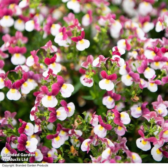 Nemesia 'Lady Emma'