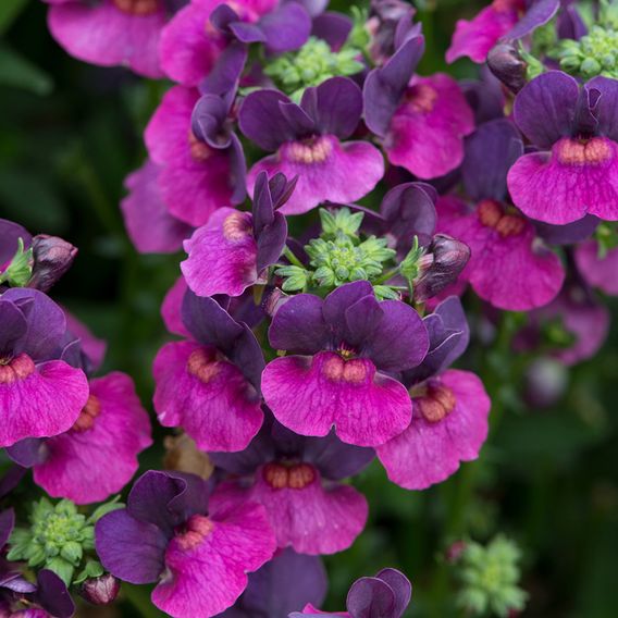 Nemesia 'Lady Lisa'