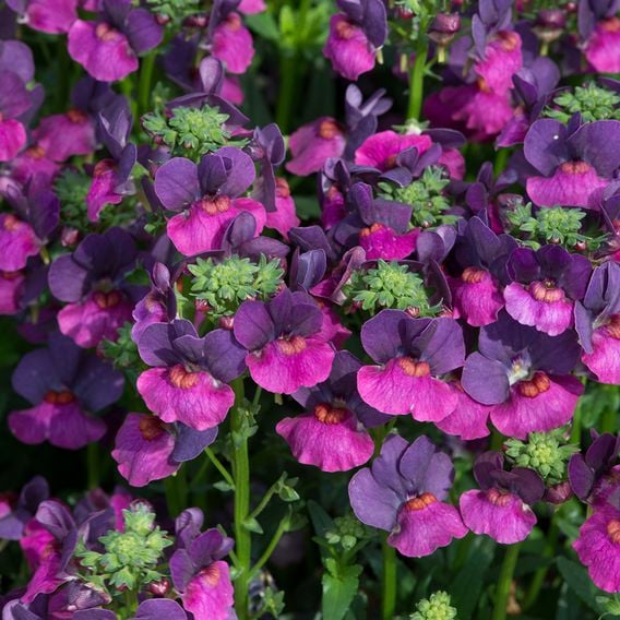 Nemesia 'Lady Lisa'