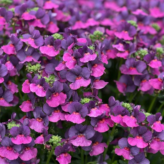 Nemesia 'Lady Lisa'