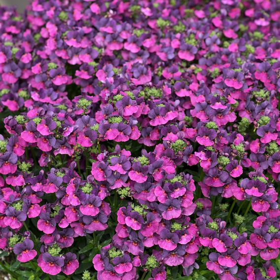Nemesia 'Lady Lisa'
