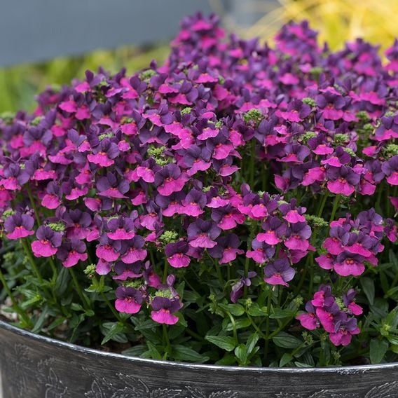 Nemesia 'Lady Lisa'