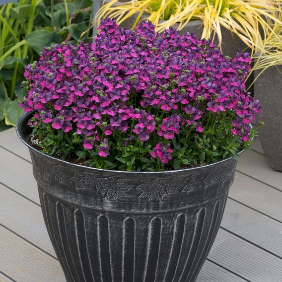 Nemesia 'Lady Lisa'