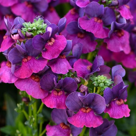 Nemesia 'Lady Lisa'