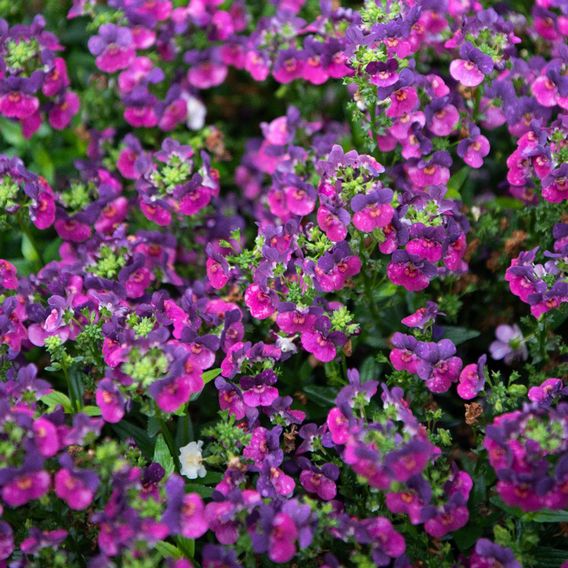 Nemesia 'Lady Lisa'