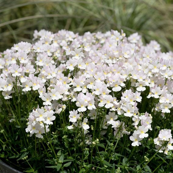 Nemesia 'Wisley Vanilla'