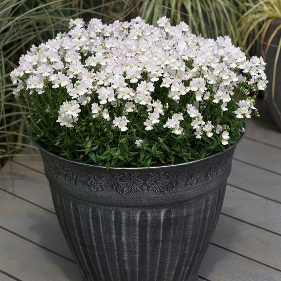 Nemesia 'Wisley Vanilla'