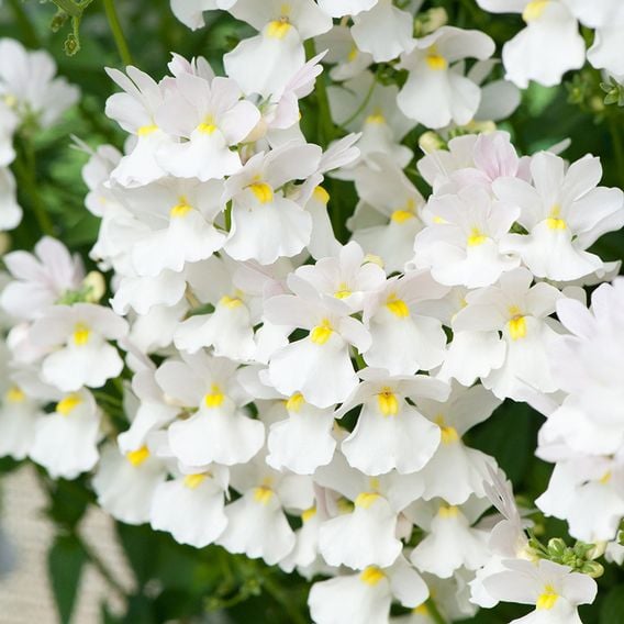 Nemesia 'Wisley Vanilla'