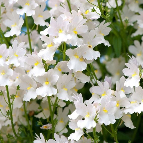 Nemesia 'Wisley Vanilla'