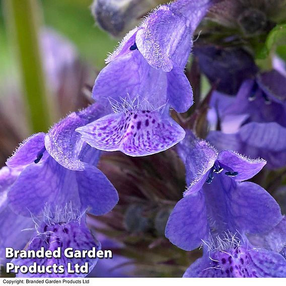 Nepeta 'Neptune'