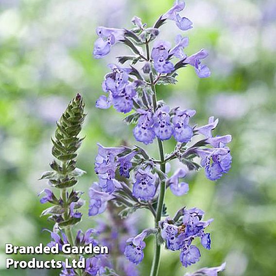 Nepeta racemosa